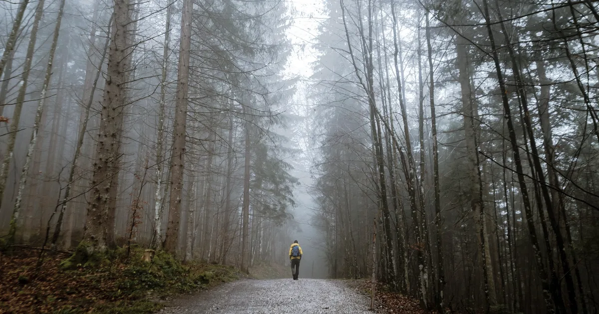 Person seen from behind walking on a misty forest path