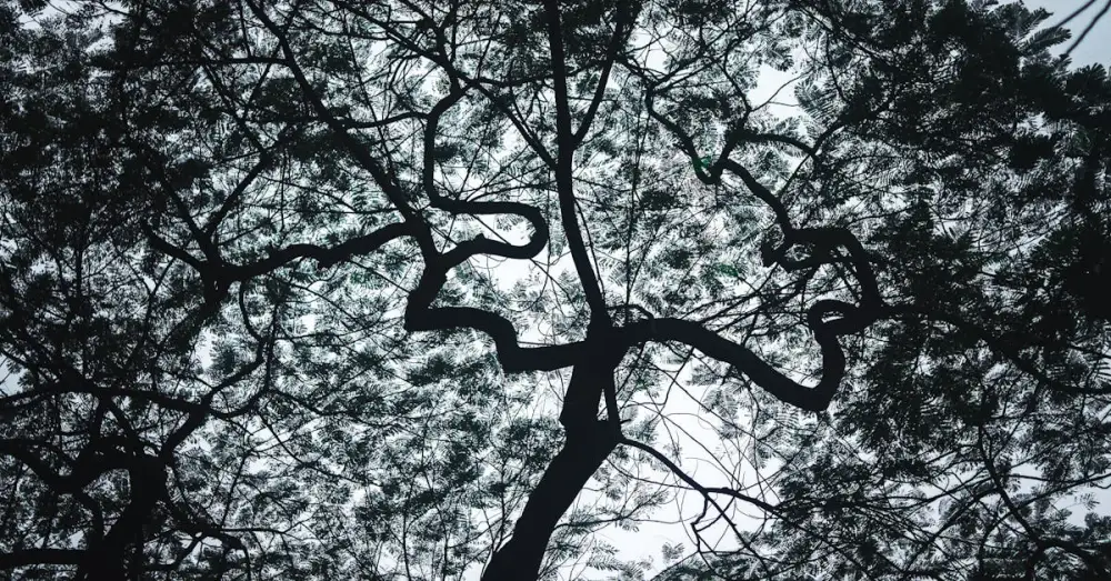 Branches d'arbre sombres se déployant en silhouette contre un ciel pâle